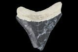 Bargain, Bone Valley Megalodon Tooth - Florida #99830-1